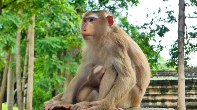 Сегодня макака Либби сосредоточена на кормлении и уходе за своими детьми 1000041765.mp4