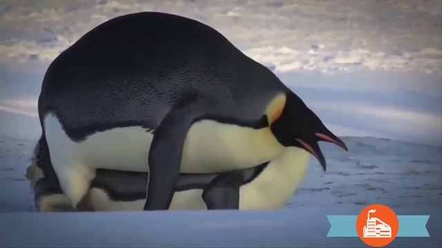 Самые интересные факты о пингвинах