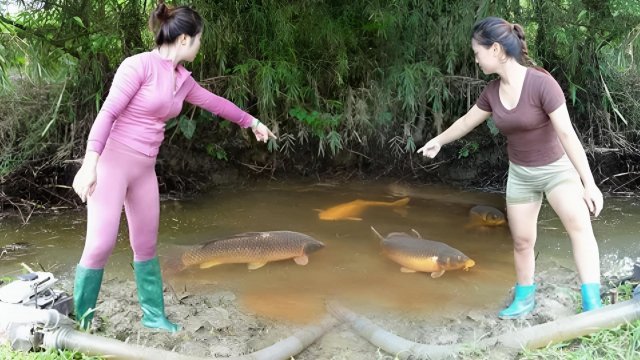 Две девушки спустили воду из пруда и поймали много рыбы. Хитрый способ рыбалки. Жизнь во Вьетнаме