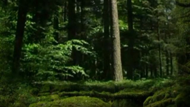 Борис Купчин-Лирическая(В.Высоцкий)