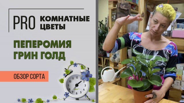 Пеперомия Грин Голд. Обзор сорта. Туполистная пеперомия - комнатное растение для новичков.