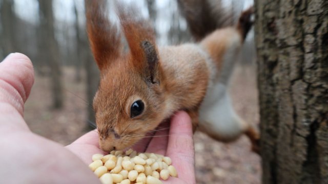 Покормил незнакомую белку. Зарисовка
