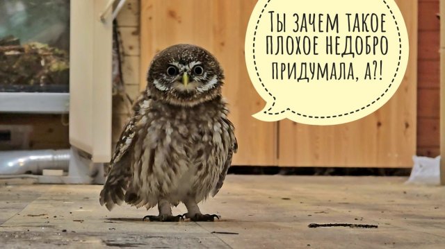 Намочили маленькую вредную сову! Опять! Сычу Лучику досталось водички со всех сторон