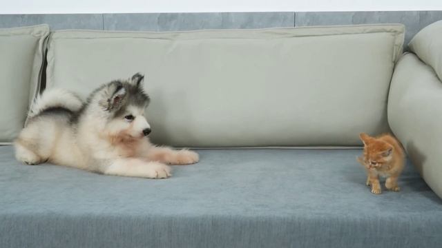 Котёнок и щенок