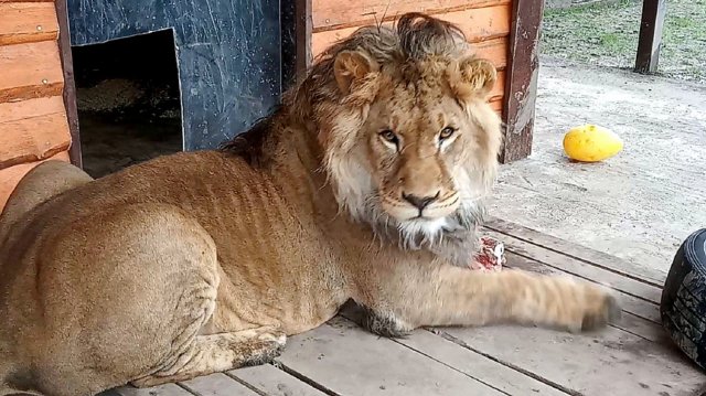 Лев ШЕРХАН и его любимый папа АЛЕКСАНДР. Очень игривый царь или настоящий мужчина.
