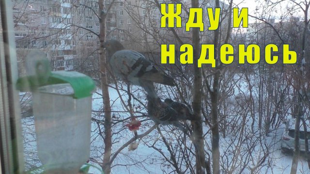 ЖДУ И НАДЕЮСЬ/ ДОБРАЯ ДУША/ ЛИЧНЫЙ БИГЛЬ/ 19 ноября 2025