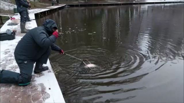 Сегодня отрабатывают блёсны "PАL" разной расцветки. Клёвое место, Лосиный остров, спорт-зона.