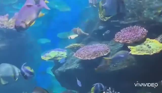 ТАЙЛАНД. БАНГКОК. ЭКСКУРСИЯ В ОКЕАНАРИУМ. РЫБЫ