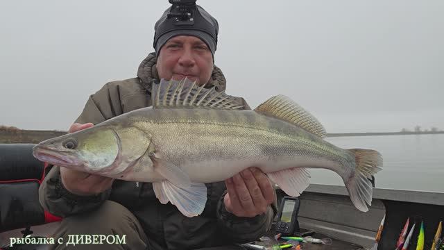 ТУМАН - ловля осеннего судака на р. Ахтуба (рыбалка 2025), Астраханская . Троллинг в один спиннинг