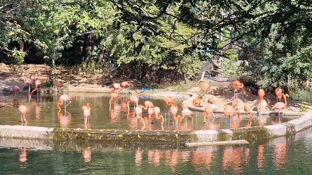 ГУАНЧЖОУ ЗООПАРК ЖИВОЙИ ЗООПАРК ЭЛЕКТРОННЫЙ.ДЕНЬ 8,9