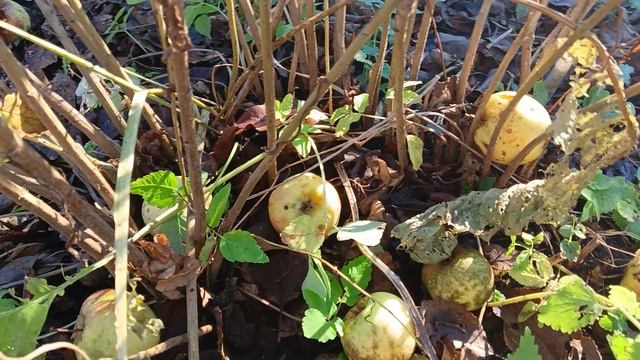 Последние дни осени. Убираем всё.