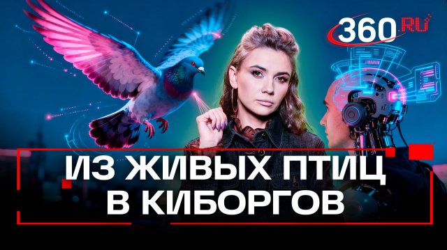 Нейроголуби и биодроны: как и зачем российские разработчики вживили птицам чипы с ИИ