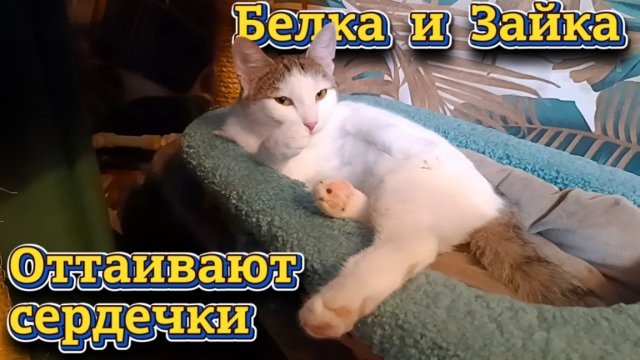 Белка и Зайка. Оттаивают сердечки.