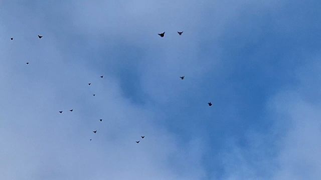 1000106693.mp4Голуби небожиьели