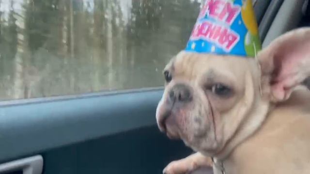 Красотуля наша)