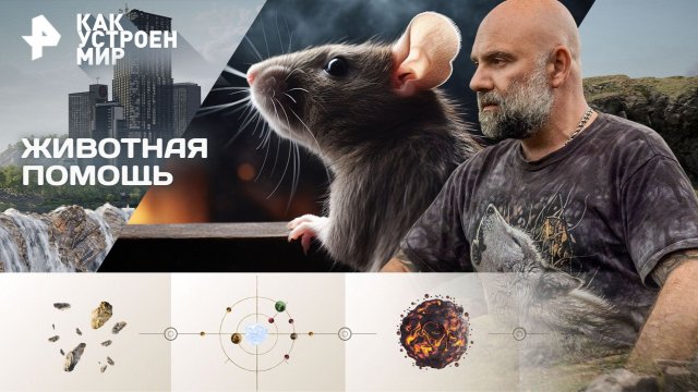 Животная помощь — Как устроен мир с Тимофеем Баженовым (27.11.2025)
