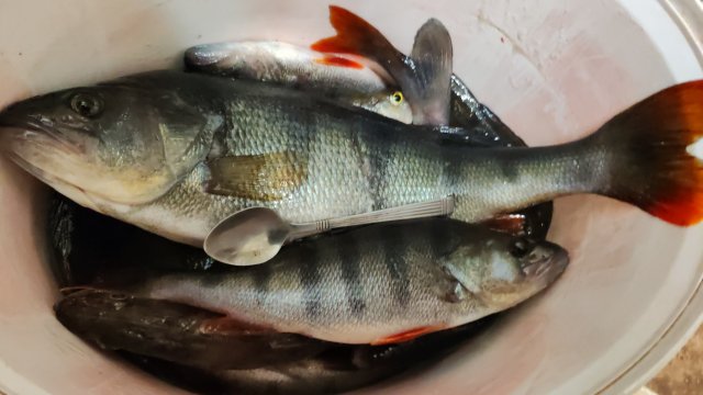 Подстриглась. Покупки. Оля. Огромный окунь.