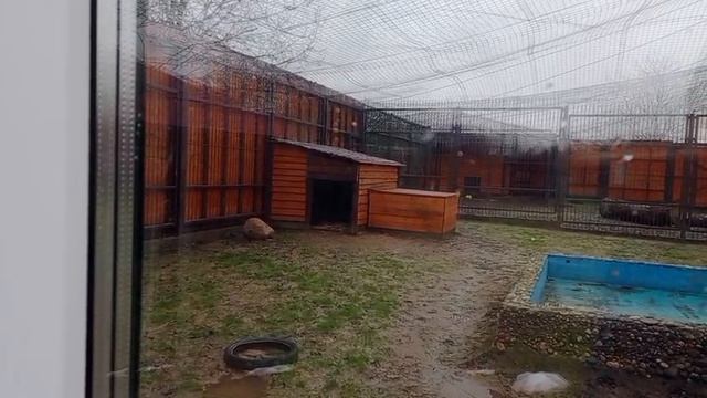 UXLI0266 Шархан Видео от Ивана 27.11.2025