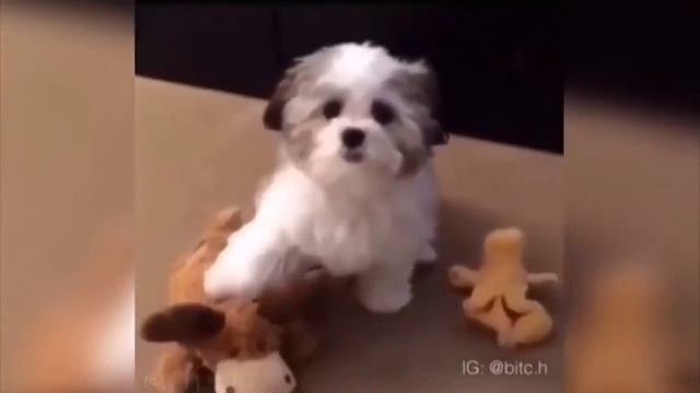 Смешные собаки