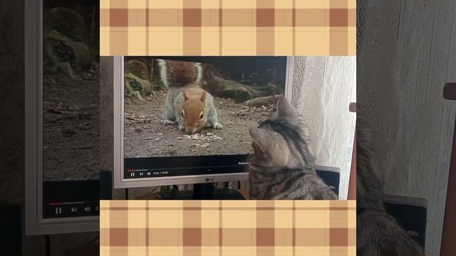 Терпеливый эксперт тестирует видео для кошек