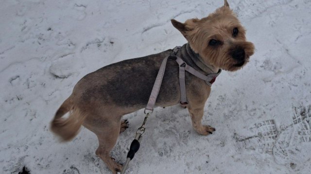 Ника красоту навела 🐕 ОСТОРОЖНО, мошенники! Попытка взлома