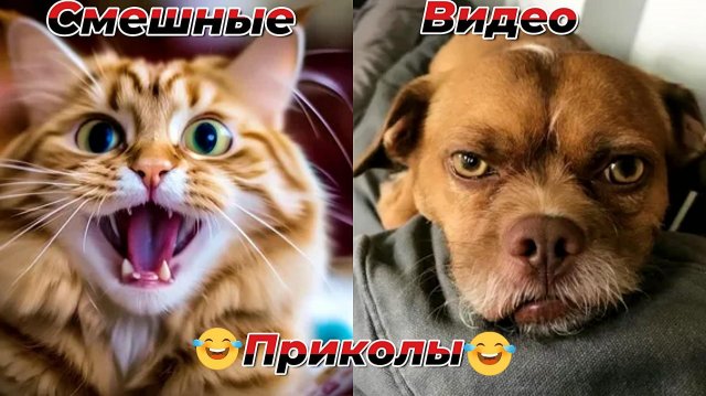 Смешные видео приколы|Коты и собаки|Юмор и Приколы.