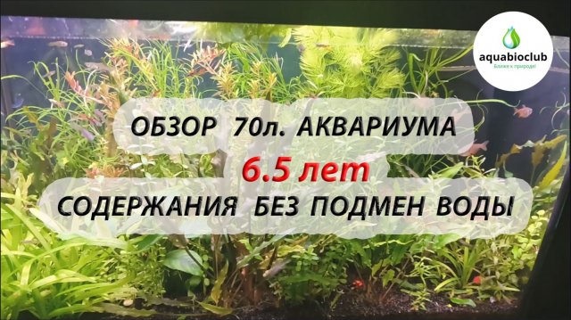 Обзор 70 л. аквариума 6.5 лет содержания без подмен воды.