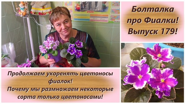 Болталка про Фиалки! Выпуск 179! Укореняем цветоносы фиалок! Размножаем некоторые сорта цветоносами!