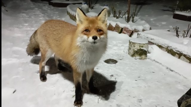 (1181) Лиса приходит в гости. Ноябрь 2025