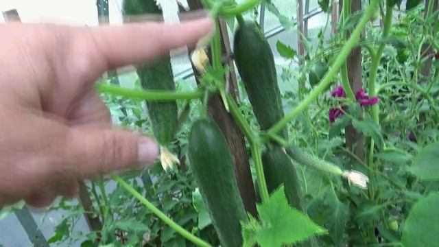 Увидите огурец "БОНУС" - покупайте! Я от него в восторге! Рекомендую!