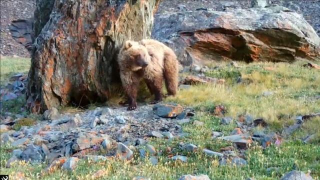 Бурый медведь в Сайлюгемском нацпарке