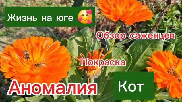 28-11-2025 Из Сибири на юг 💖/Аномалия/Кот в курятнике/Обзор саженцев/Покраска/Теплынь /