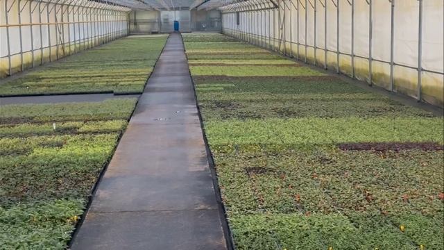 Реалити-шоу «Будни начинающего питомниковода» – Дела в питомнике в ноябре. Часть 29.