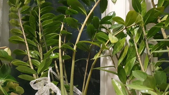 Снег идёт...