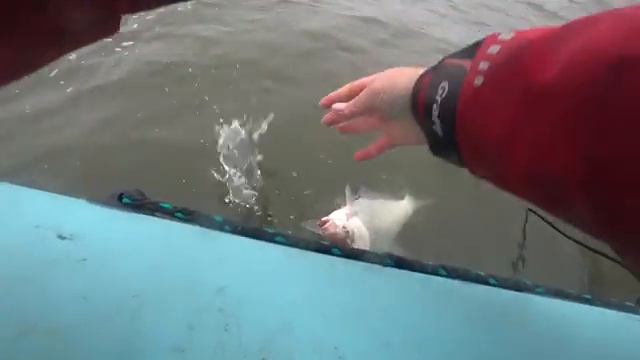 ОН ЗАГИБАЕТ УДОЧКУ ПОД ВОДУ! КИЛОГРАММОВЫЕ ЛЕЩИ ОДИН ЗА ОДНИМ! РЫБАЛКА С ЛОДКИ 2025