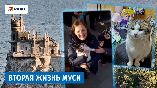 Невероятная судьба кошки Муси, которую выкинули из «Ласточкиного гнезда»