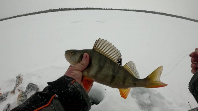 Окунь на мормышку то клюёт один за одним то капризничает.