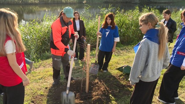 В Анапе высадили кипарисовую аллею