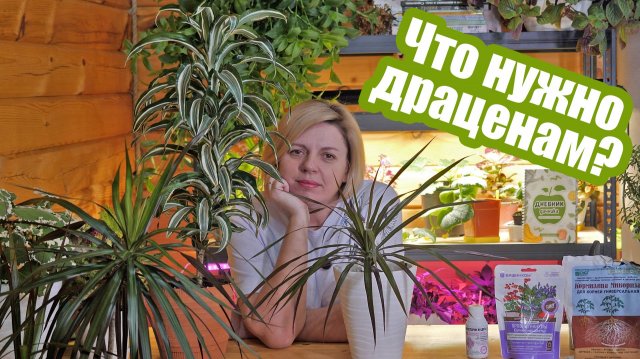 Как ухаживать за драценами в домашних условиях