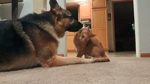 Рыжий кот и овчарка - 2025 год