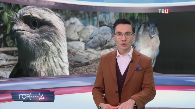 В Московском зоопарке поселились лягушкороты и черолицые ибисы