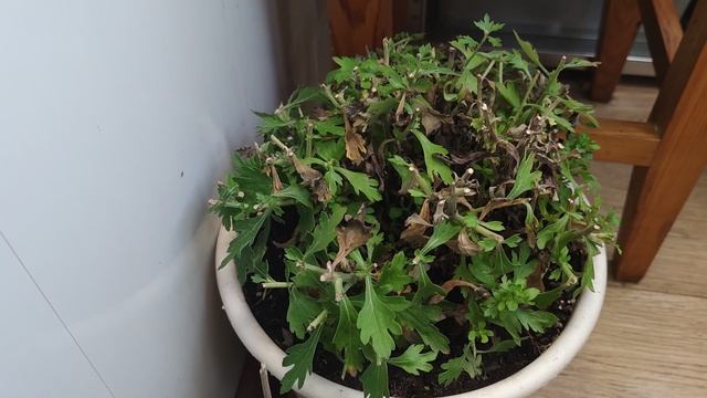 28 ноября. На даче. Ленинградская область.