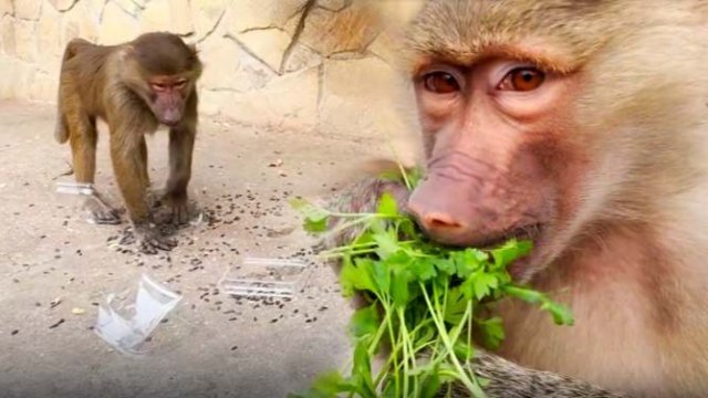 Маня ПЫТАЛАСЬ унести СВОЮ коробку! Степан ОТОБРАЛ и Маня КРИЧИТ обиженно! Пришлось ОБДУРИТЬ Стёпку!