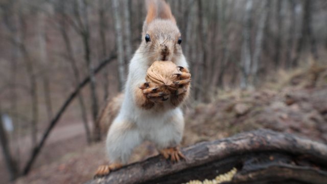 Немного о Белке с хвостиком