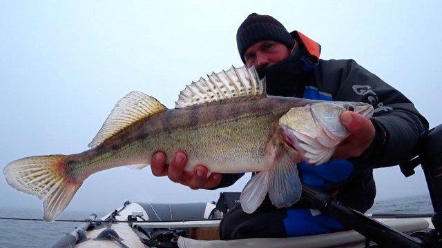 Это сон?! Рыбалка вышла за границы. Лютый жор крупного судака на спиннинг