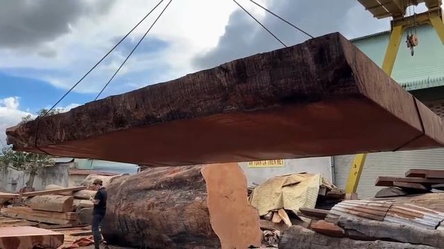 Вот Это Дерево!  Как вы думаете ему есть 5000 лет?