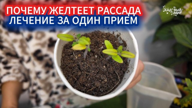 СПАСЕНИЕ ЖЕЛТОЙ РАССАДЫ. ДИАГНОСТИКА И ЛЕЧЕНИЕ ХЛОРОЗА УДОБРЕНИЕМ ЗА ОДИН ПРИЕМ