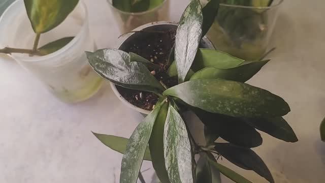 #141 ОрхоVLOG орхидеи детей надавали, полив адаптогеном недавно пришедших и посадка хой