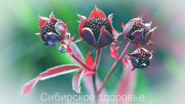 ТРАВА КОТОРАЯ ЛЕЧИТ ПОЧТИ ВСЕ