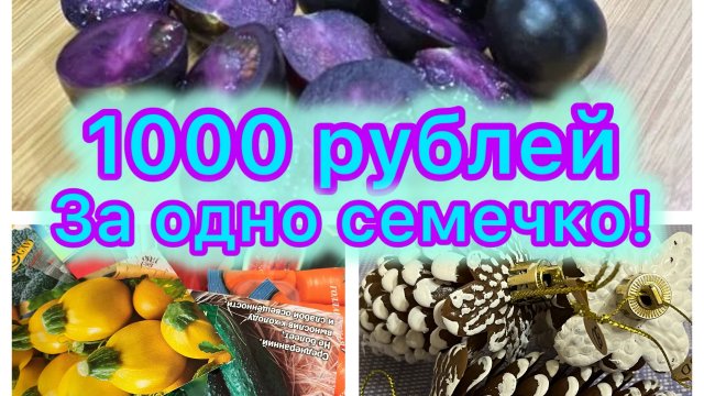 Тысяча рублей за одно семечко! Закупка семян в любимом магазине!